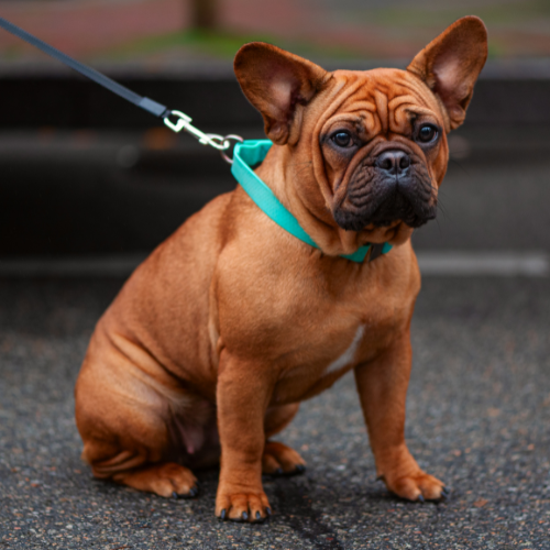 Collars and Leashes