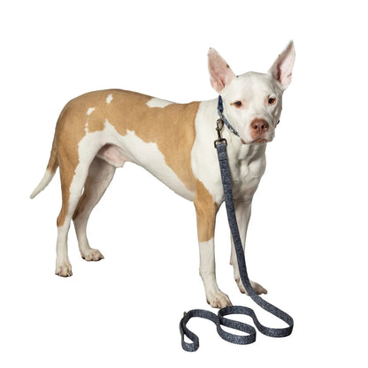 Durable Space Dye Dog Leash 6Ft Long Comfortable Padded Handle Clip Collar Harness Ideal Walks Playdates Vet Visits