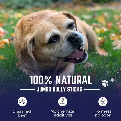 Jumbo Bully Sticks – 12 Inch, 6 Pack Dog Chews, 100% Natural, Single Ingredient, Free-Range Grass-Fed Beef – Long Lasting