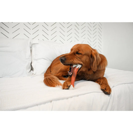 Durable Femur Bone Chew Toy for Large Dogs over 50lbs Splinter Free Dental Health