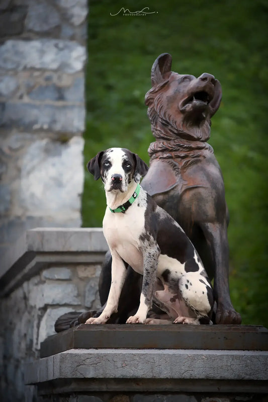 Pet Dog Collar Nylon Adjustable Webbing Padded Soft Reflective Durable Heavy Duty Training Custom Luxury Cat